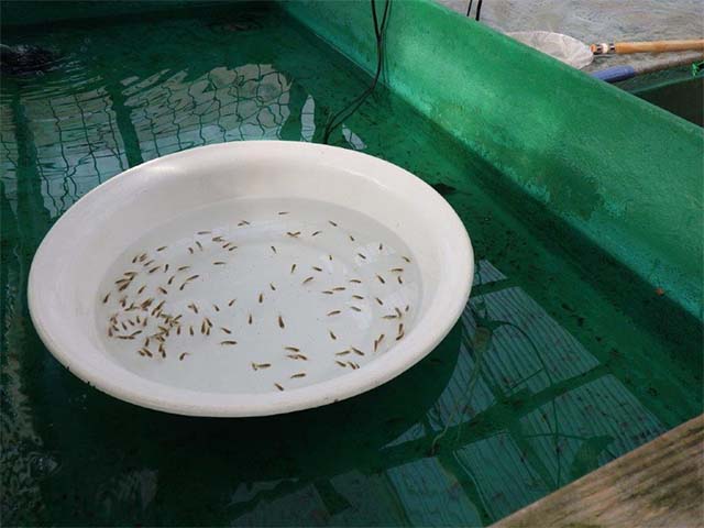 愛知超優良系統氏