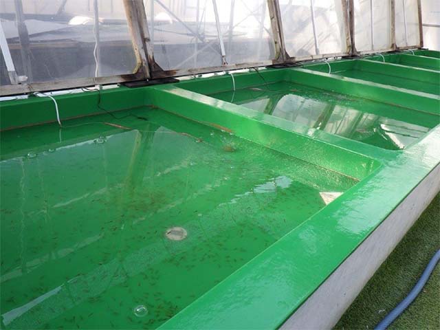 日本らんちう協会東大関獲得系統