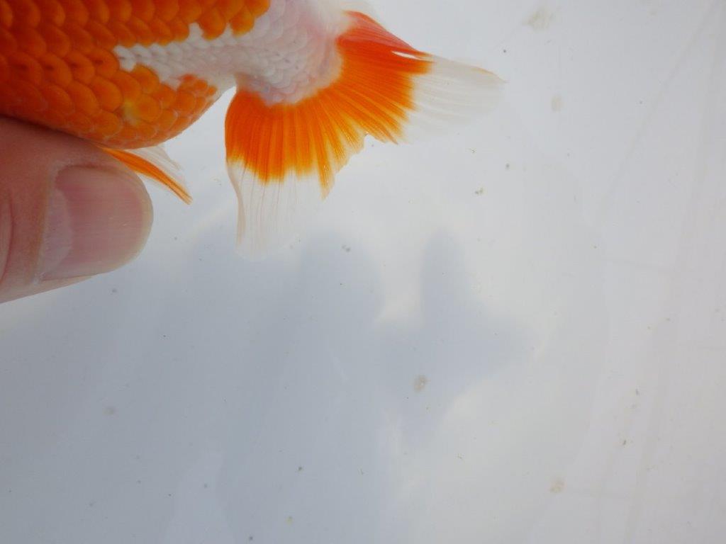 【小早川義幸氏】背、柄が綺麗で水槽飼育がお勧め明け弐歳らんちゅう　 　約10ｃｍ メス？