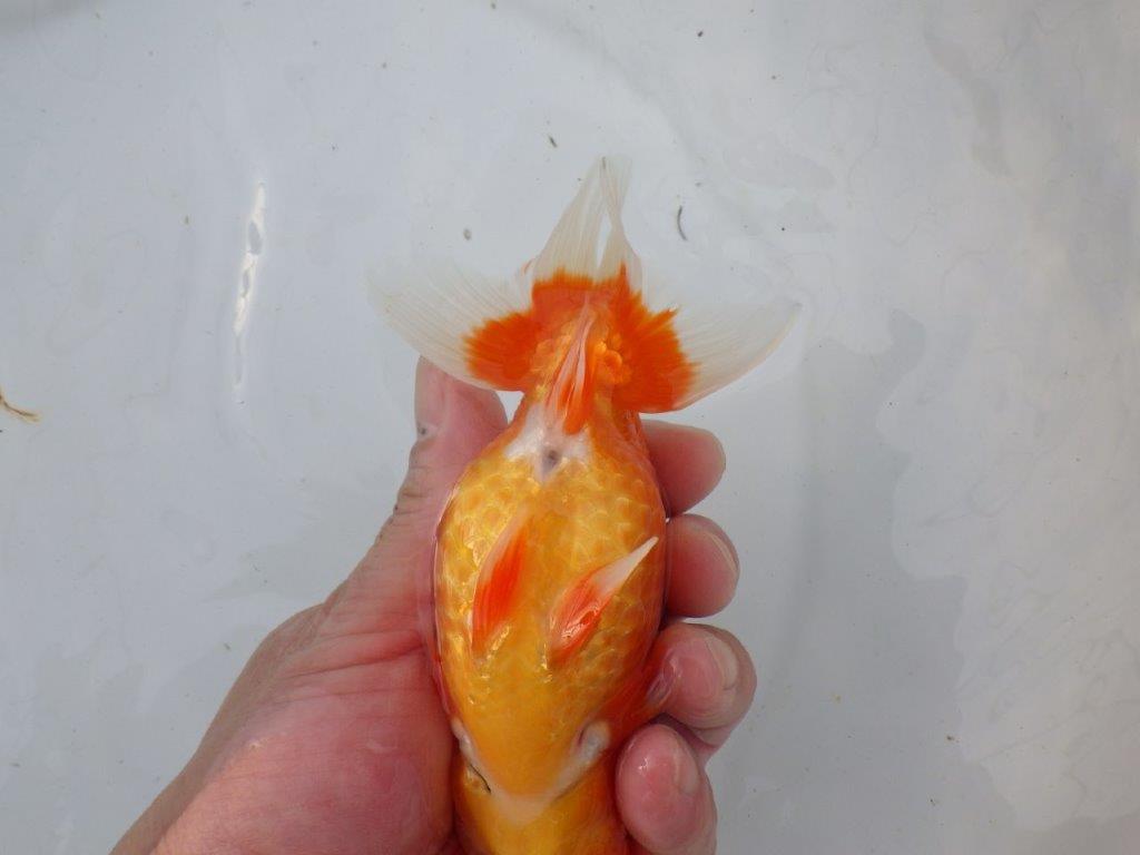 安藤氏】フンタンの発育が良くバランスの良いらんちゅう 明け弐歳魚 約14,5ｃｍ メス？ / らんちゅうの販売・通販 三共組