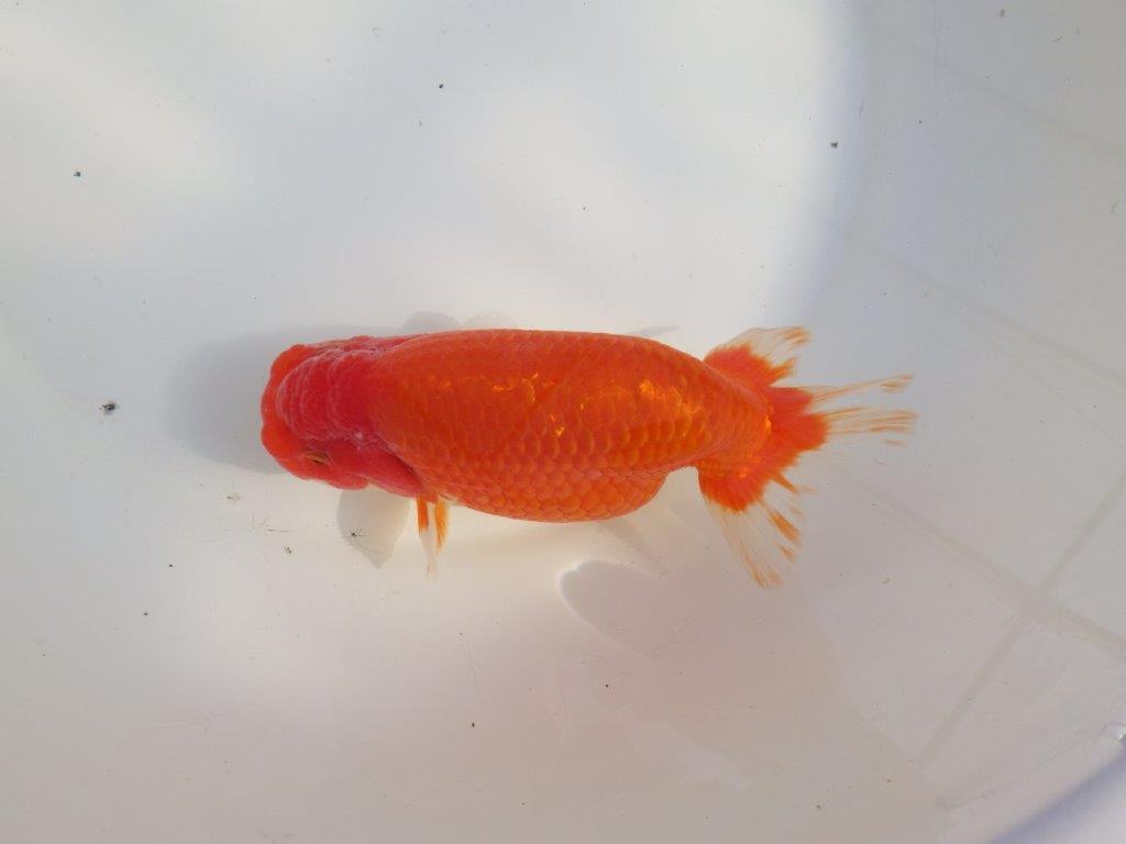【なおちん金魚氏】成長力のある系統 明け二歳らんちゅうA 約16,5㎝ メス