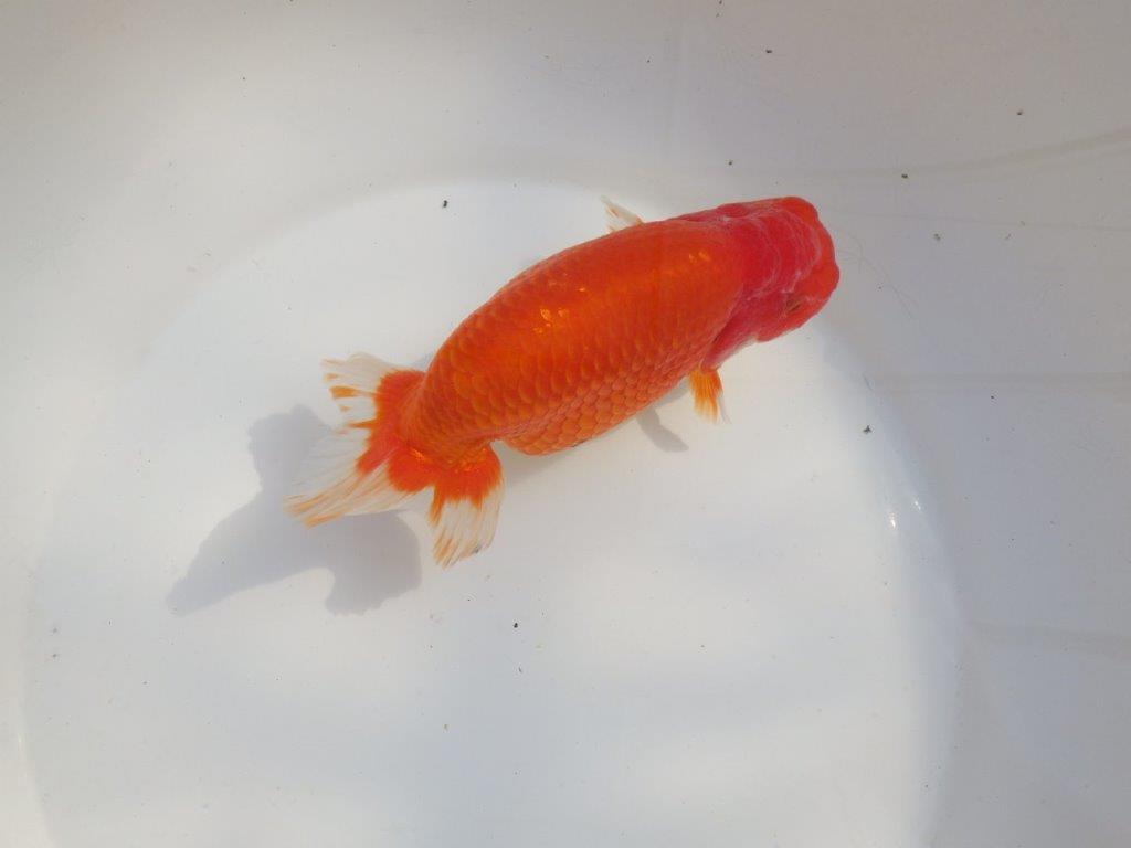 【なおちん金魚氏】成長力のある系統 明け二歳らんちゅうA 約16,5㎝ メス