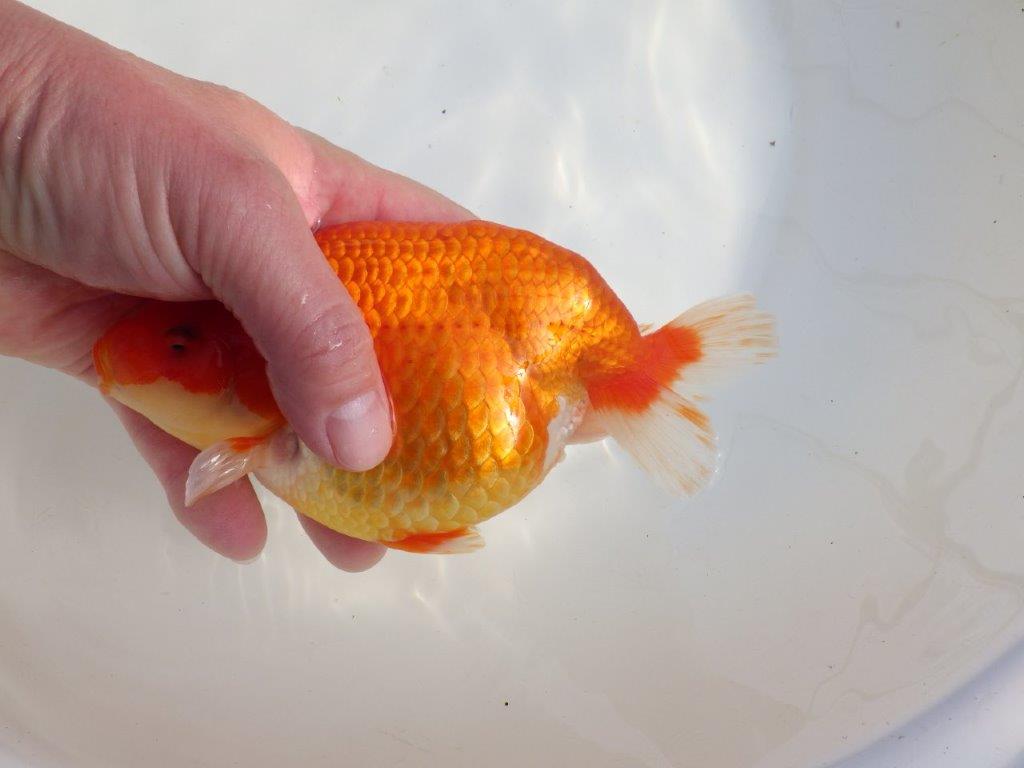 【なおちん金魚氏】成長力のある系統 明け二歳らんちゅうA 約16,5㎝ メス