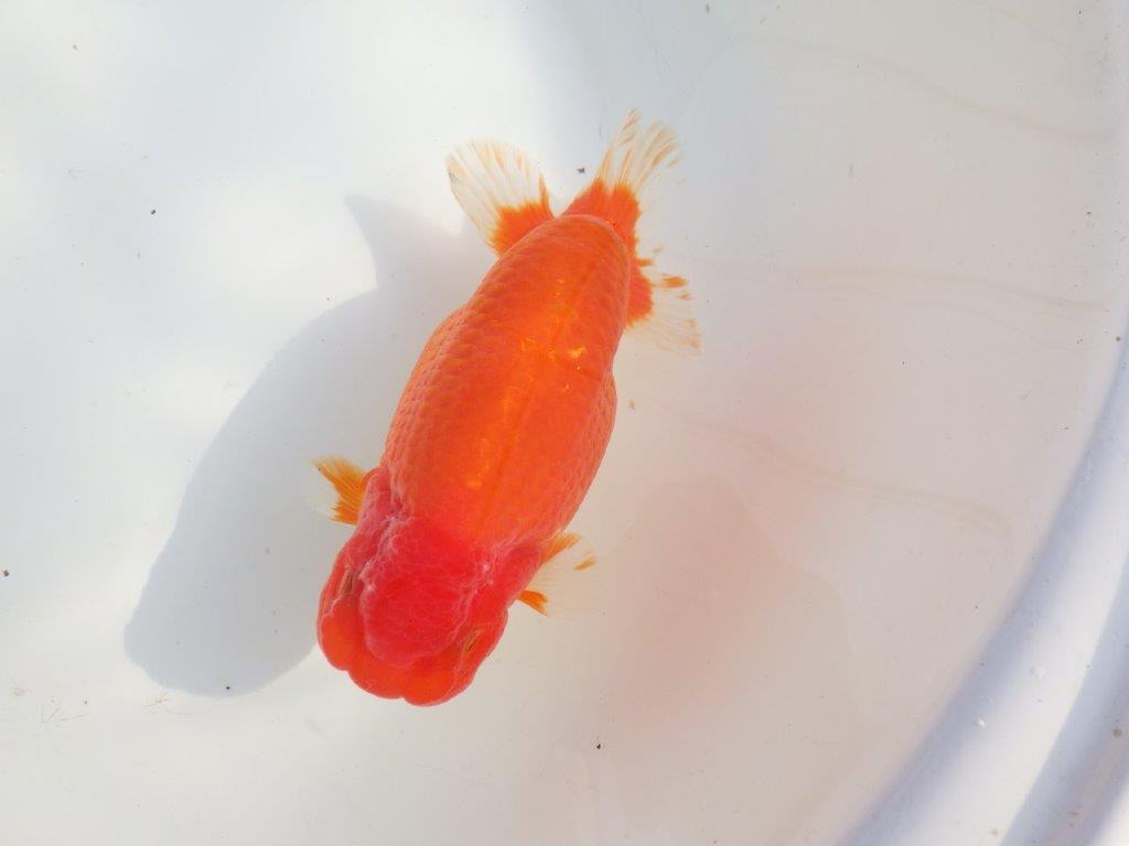 【なおちん金魚氏】成長力のある系統 明け二歳らんちゅうA 約16,5㎝ メス