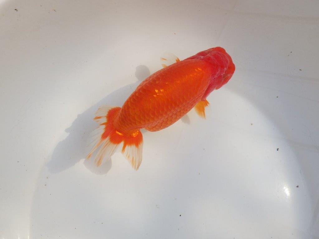 【なおちん金魚氏】成長力のある系統 明け二歳らんちゅうA 約16,5㎝ メス