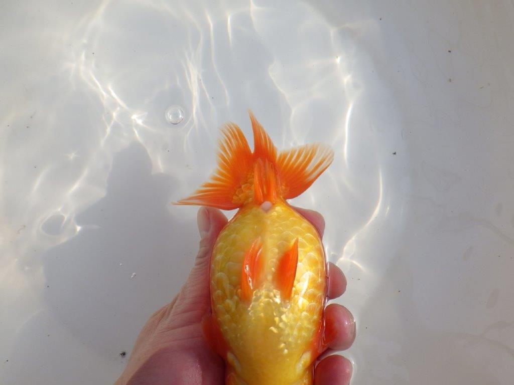 【なおちん金魚氏】成長力のある系統 明け二歳らんちゅうB 約16㎝ メス 背も綺麗