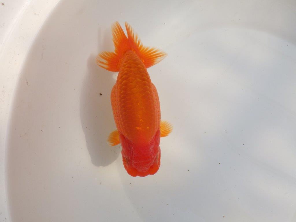 【なおちん金魚氏】成長力のある系統 明け二歳らんちゅうB 約16㎝ メス 背も綺麗