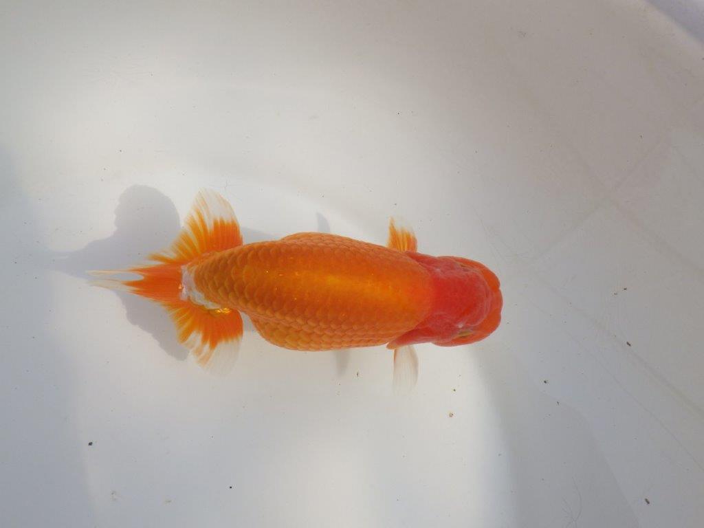 【なおちん金魚氏】成長力のある系統 明け二歳らんちゅうC 約14,5㎝ オス 尾型も背も良い