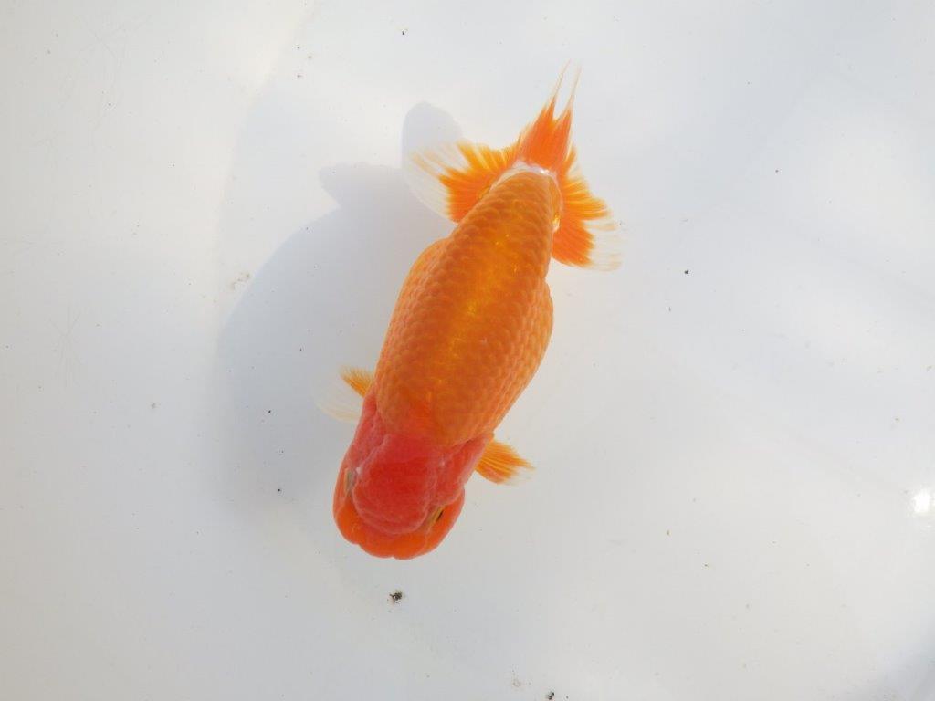 【なおちん金魚氏】成長力のある系統 明け二歳らんちゅうC 約14,5㎝ オス 尾型も背も良い