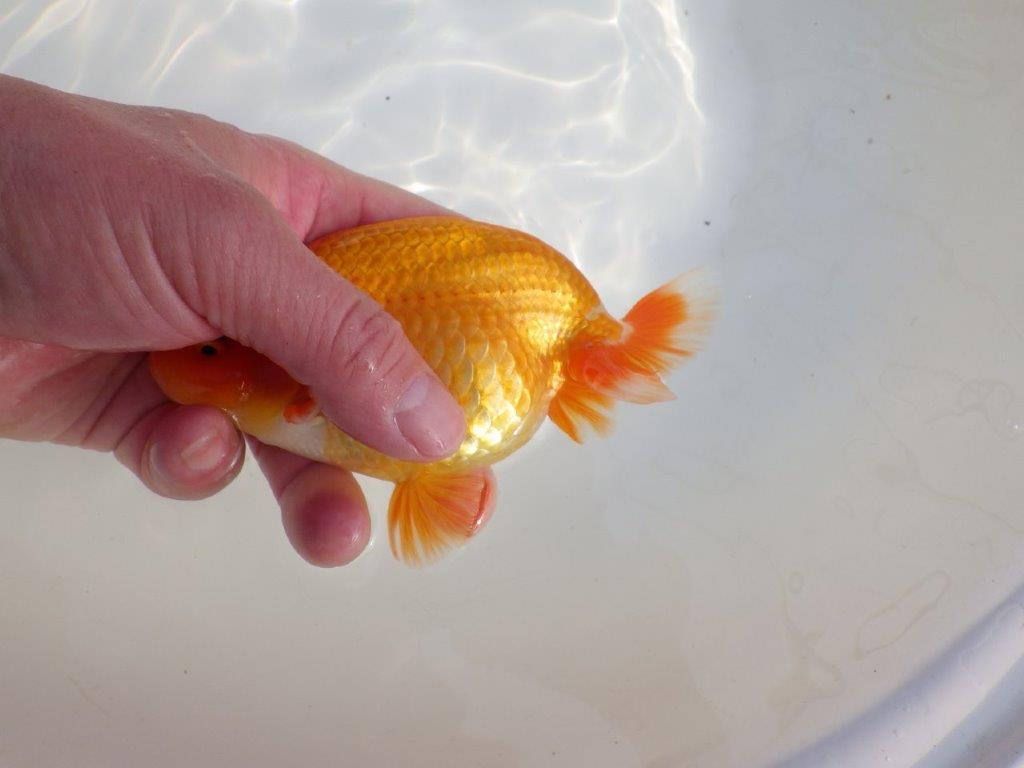 【なおちん金魚氏】成長力のある系統 明け二歳らんちゅうC 約14,5㎝ オス 尾型も背も良い