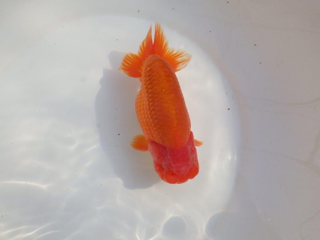【なおちん金魚氏】成長力のある系統 明け二歳らんちゅうD 約16㎝ オス 背幅あり！