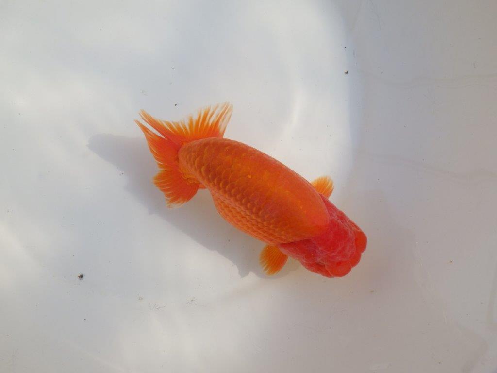 【なおちん金魚氏】成長力のある系統 明け二歳らんちゅうD 約16㎝ オス 背幅あり！