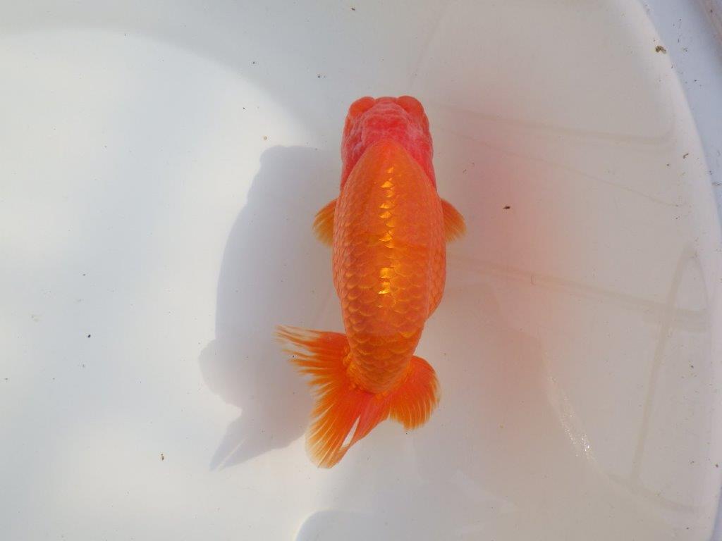 【なおちん金魚氏】成長力のある系統 明け二歳らんちゅうD 約16㎝ オス 背幅あり！
