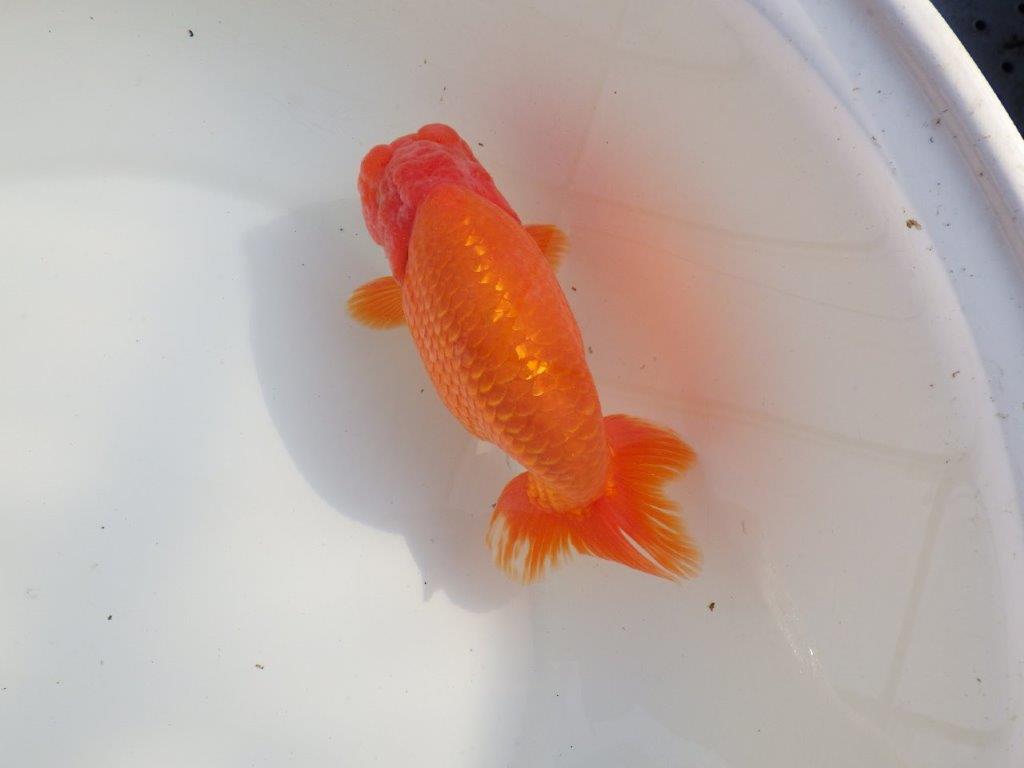 【なおちん金魚氏】成長力のある系統 明け二歳らんちゅうD 約16㎝ オス 背幅あり！