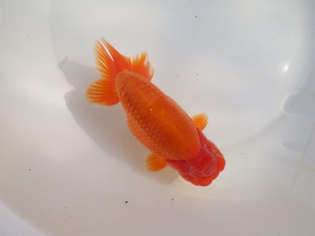 【なおちん金魚氏】成長力のある系統 明け二歳らんちゅうD 約16㎝ オス 背幅あり！