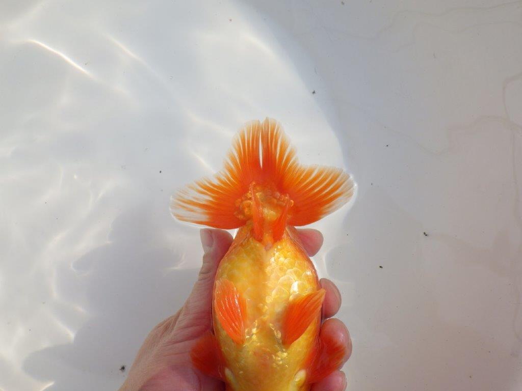 【なおちん金魚氏】成長力のある系統 明け二歳らんちゅうD 約16㎝ オス 背幅あり！