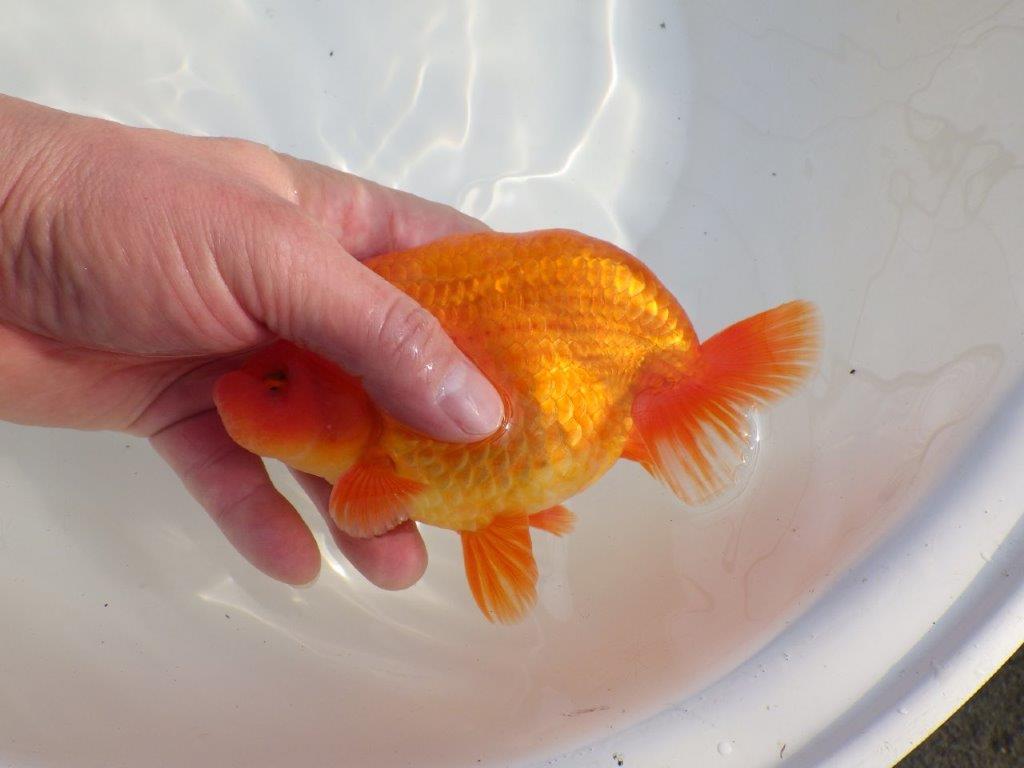 【なおちん金魚氏】成長力のある系統 明け二歳らんちゅうD 約16㎝ オス 背幅あり！