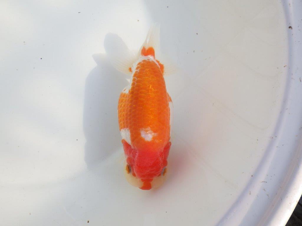 【なおちん金魚氏】成長力のある系統 明け二歳らんちゅうE 約16㎝ メス