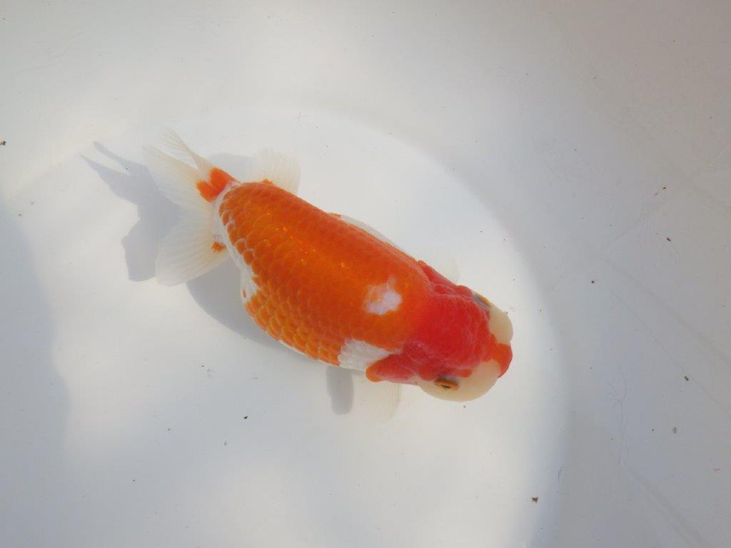 【なおちん金魚氏】成長力のある系統 明け二歳らんちゅうE 約16㎝ メス