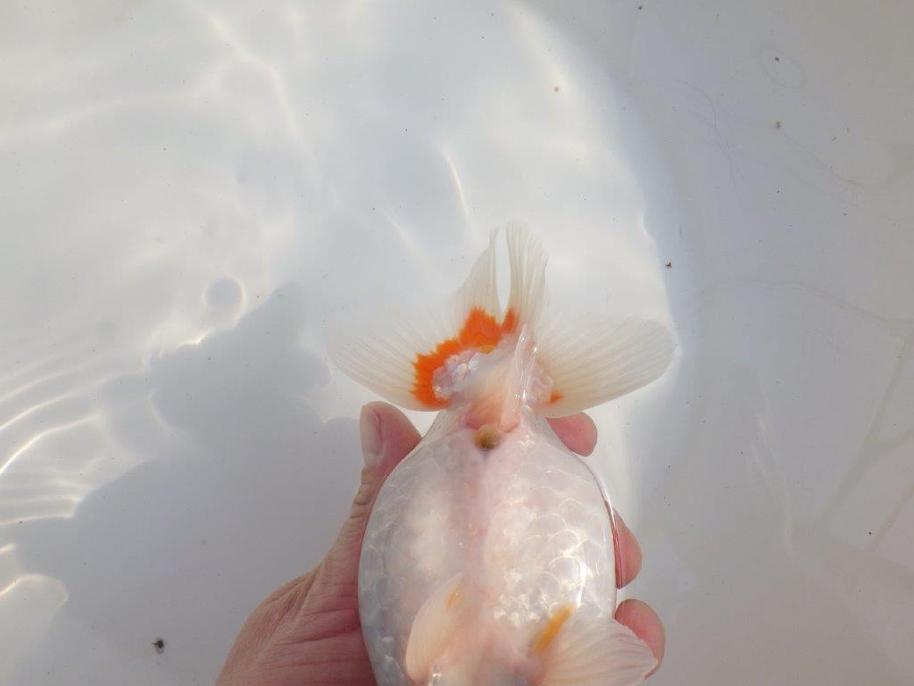 【なおちん金魚氏】成長力のある系統 明け二歳らんちゅうE 約16㎝ メス