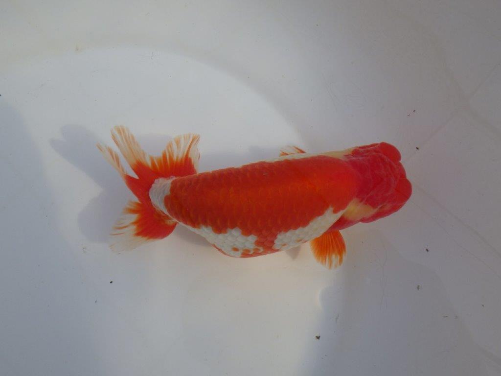 【なおちん金魚氏】成長力のある系統 明け二歳らんちゅうG 約15㎝ オス 映える！