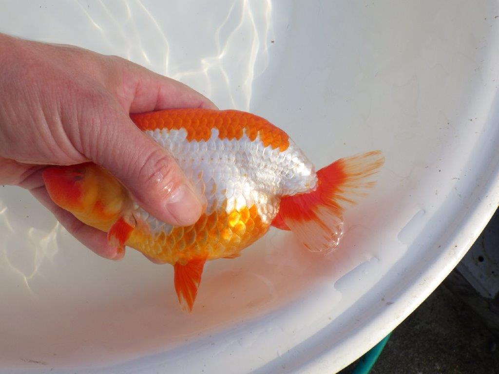 【なおちん金魚氏】成長力のある系統 明け二歳らんちゅうG 約15㎝ オス 映える！