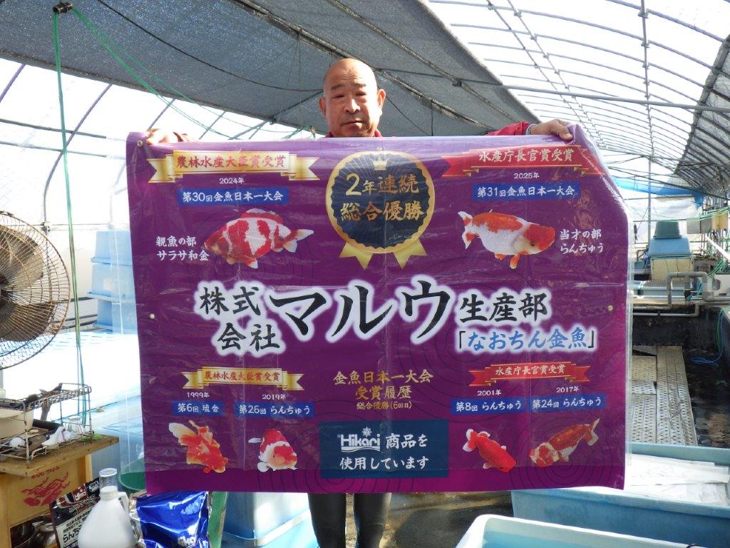 【なおちん金魚氏】成長力のある系統 明け二歳らんちゅうG 約15㎝ オス 映える！