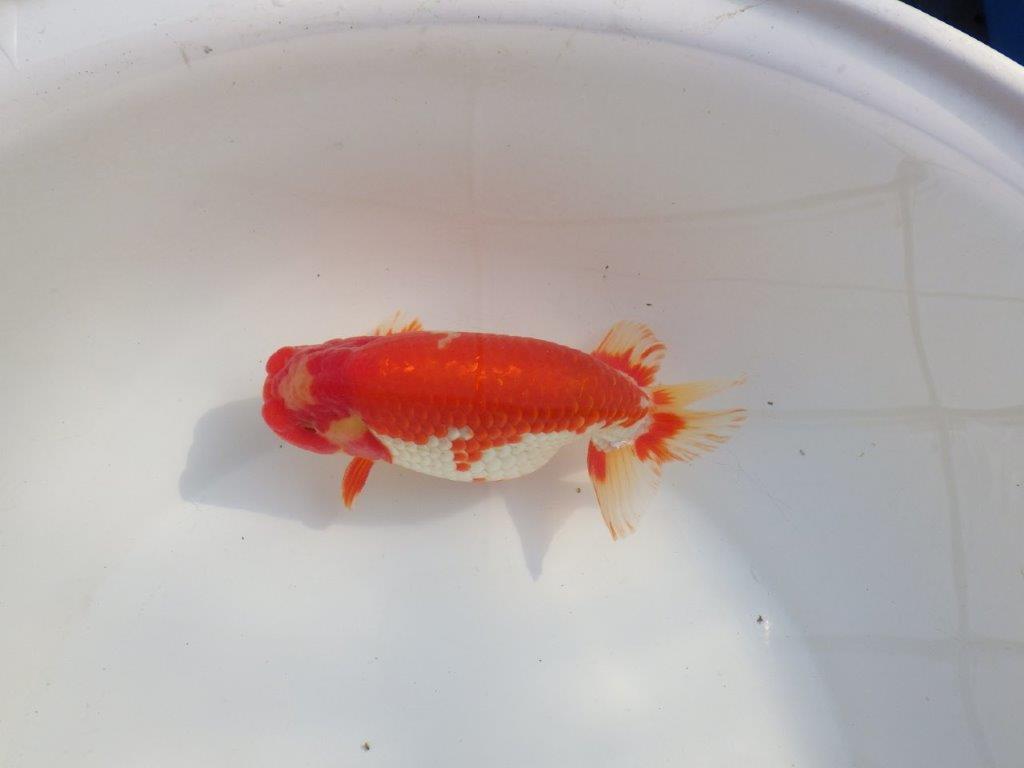 【なおちん金魚氏】成長力のある系統 明け二歳らんちゅうH 約16㎝ オス 綺麗！