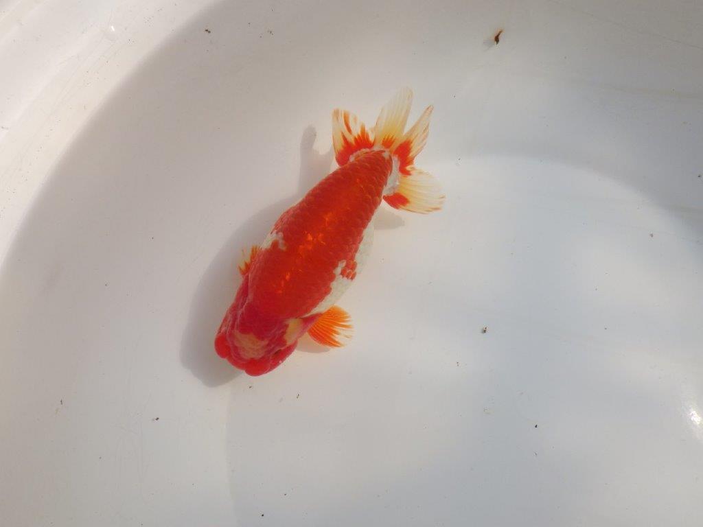 【なおちん金魚氏】成長力のある系統 明け二歳らんちゅうH 約16㎝ オス 綺麗！