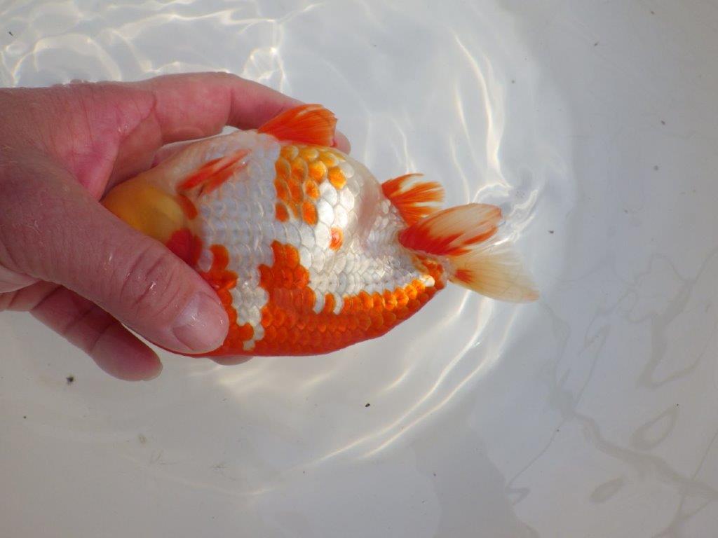 【なおちん金魚氏】成長力のある系統 明け二歳らんちゅうH 約16㎝ オス 綺麗！