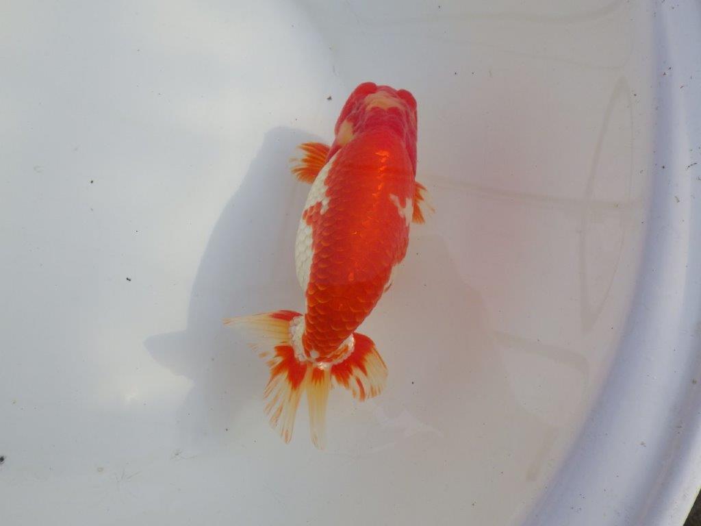 【なおちん金魚氏】成長力のある系統 明け二歳らんちゅうH 約16㎝ オス 綺麗！