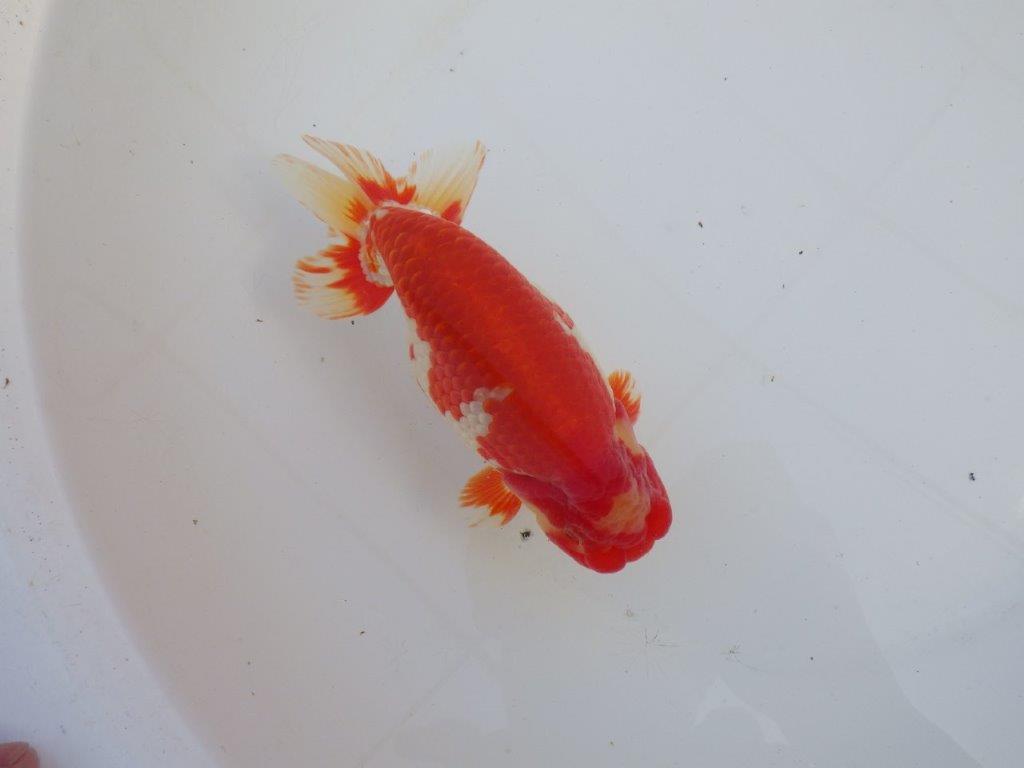 【なおちん金魚氏】成長力のある系統 明け二歳らんちゅうH 約16㎝ オス 綺麗！
