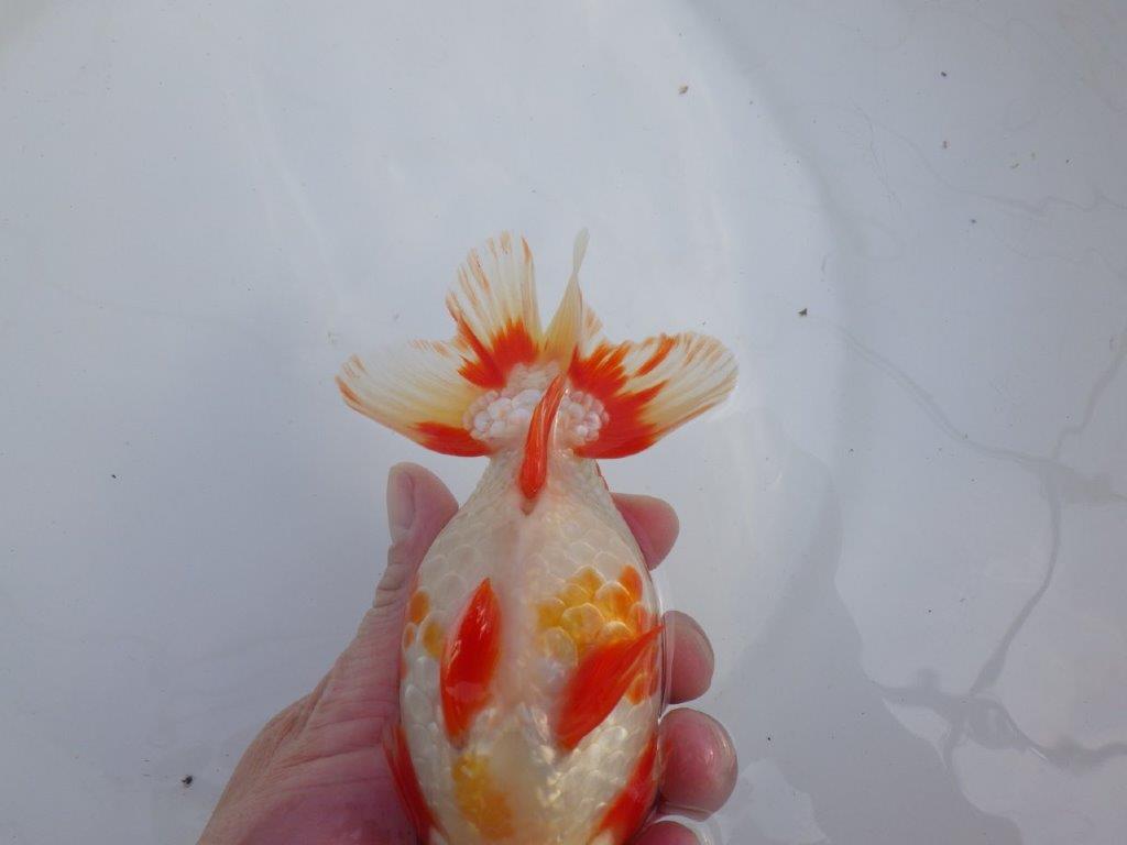 【なおちん金魚氏】成長力のある系統 明け二歳らんちゅうH 約16㎝ オス 綺麗！