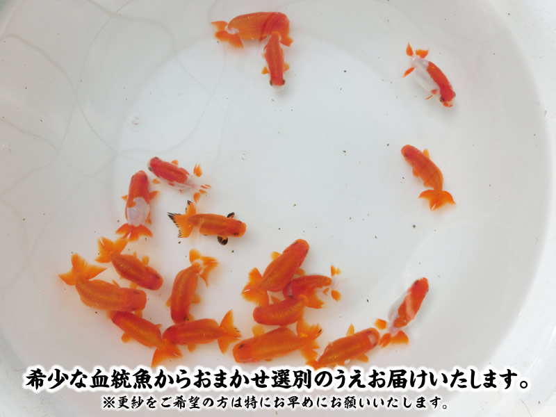 【おすすめ】大関獲得系統 冬限定はじめての水槽飼育セット 明け2歳5尾【3月下旬まで】