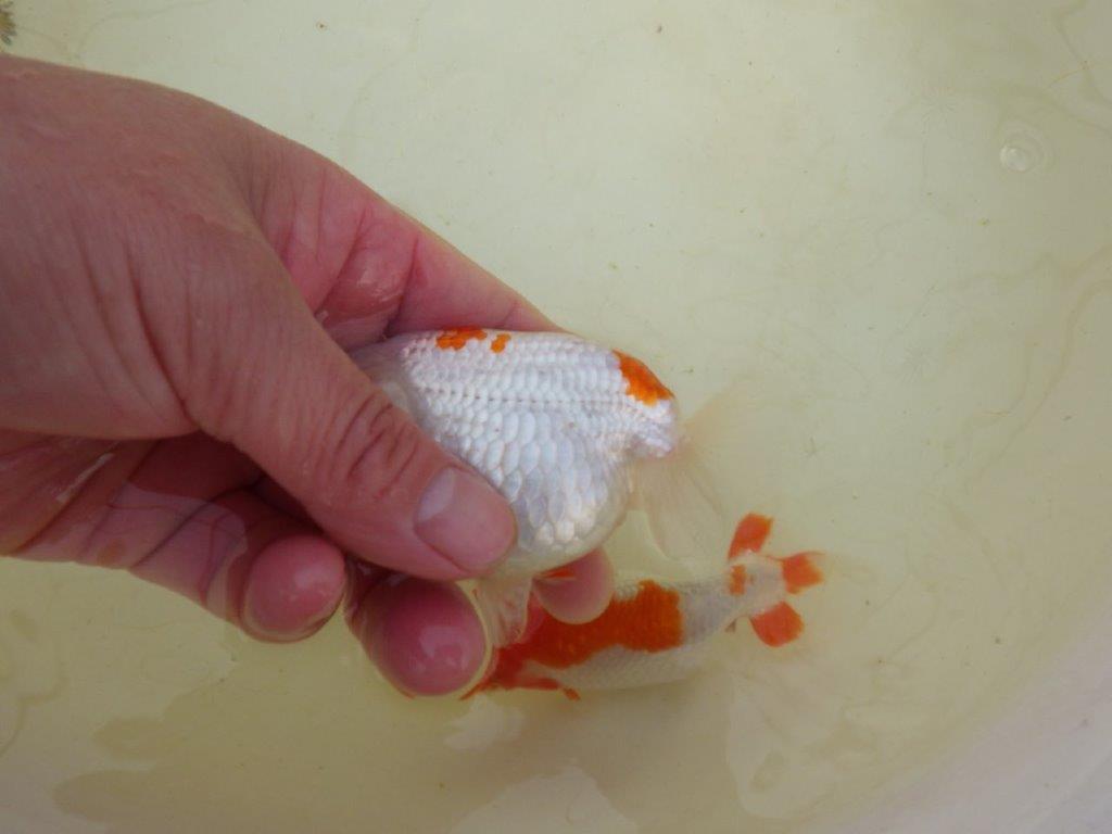 【岡山村上暢彦氏系統】もうすぐ産卵！？ペアでお楽しみください！ 約10㎝ オス・メスペア