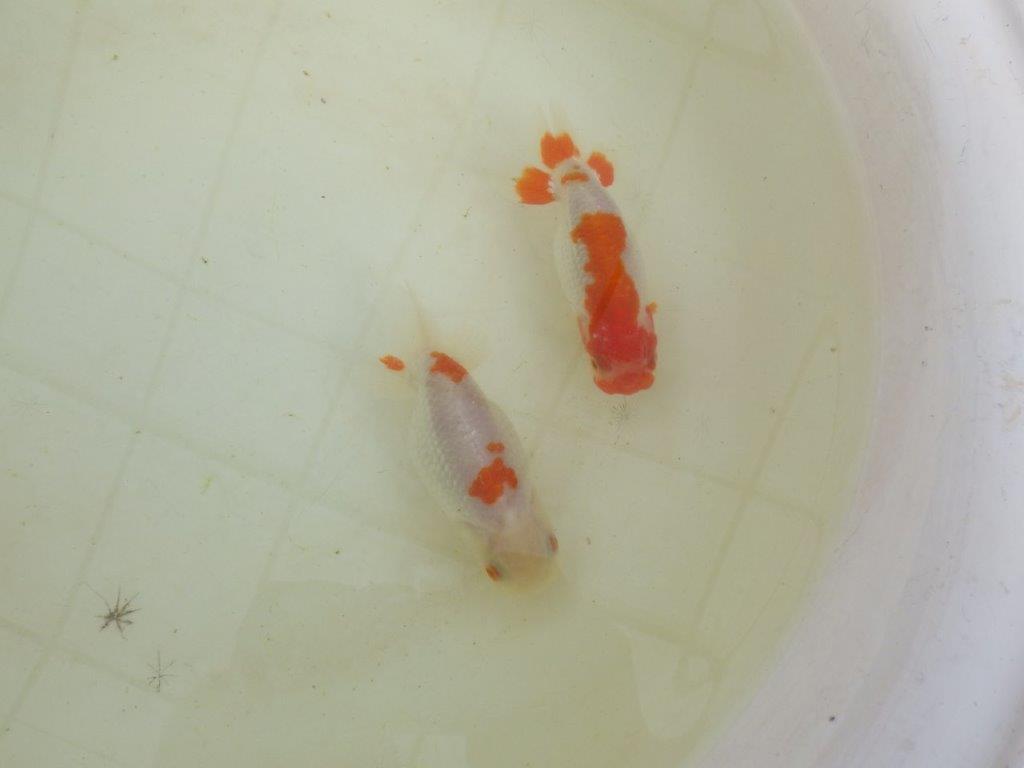 【岡山村上暢彦氏系統】もうすぐ産卵！？ペアでお楽しみください！ 約10㎝ オス・メスペア