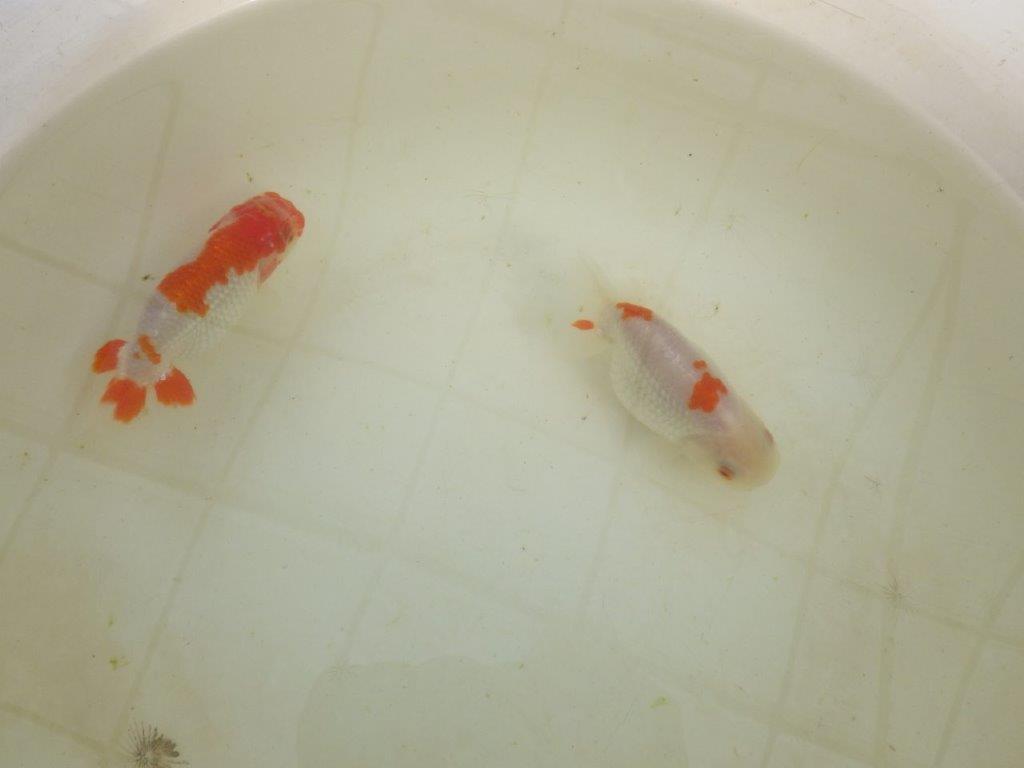 【岡山村上暢彦氏系統】もうすぐ産卵！？ペアでお楽しみください！ 約10㎝ オス・メスペア