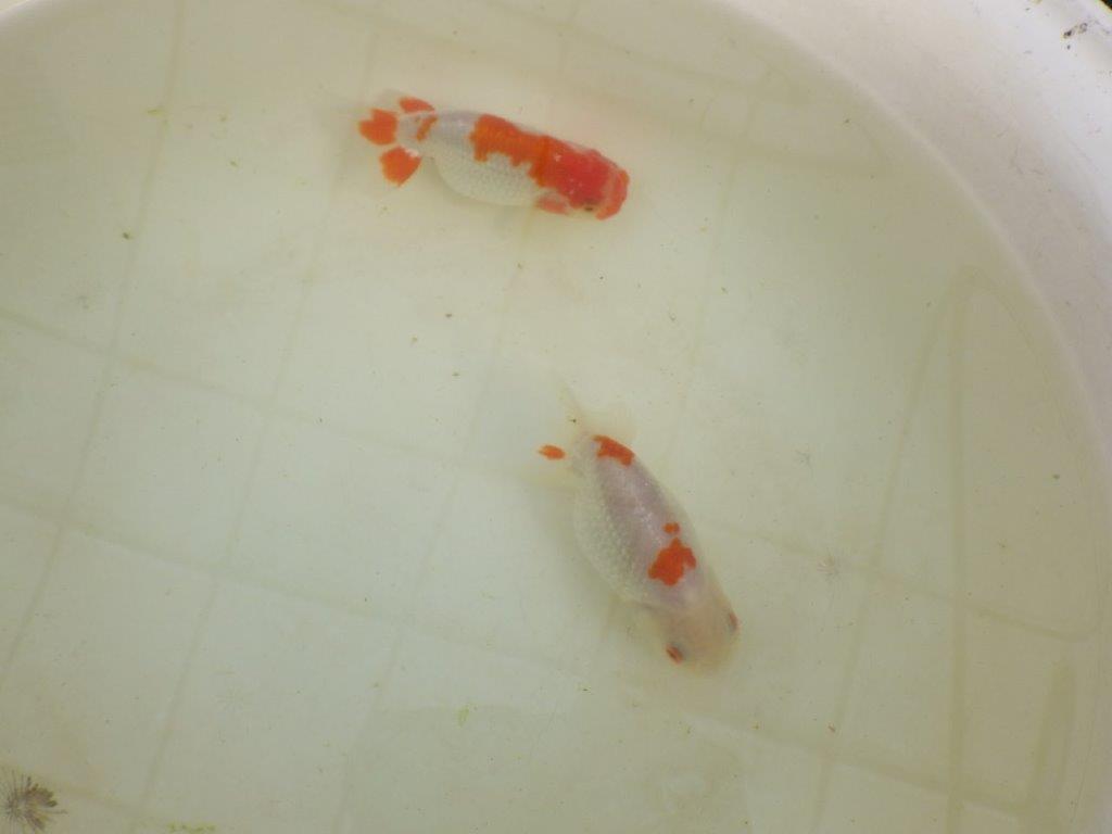 【岡山村上暢彦氏系統】もうすぐ産卵！？ペアでお楽しみください！ 約10㎝ オス・メスペア