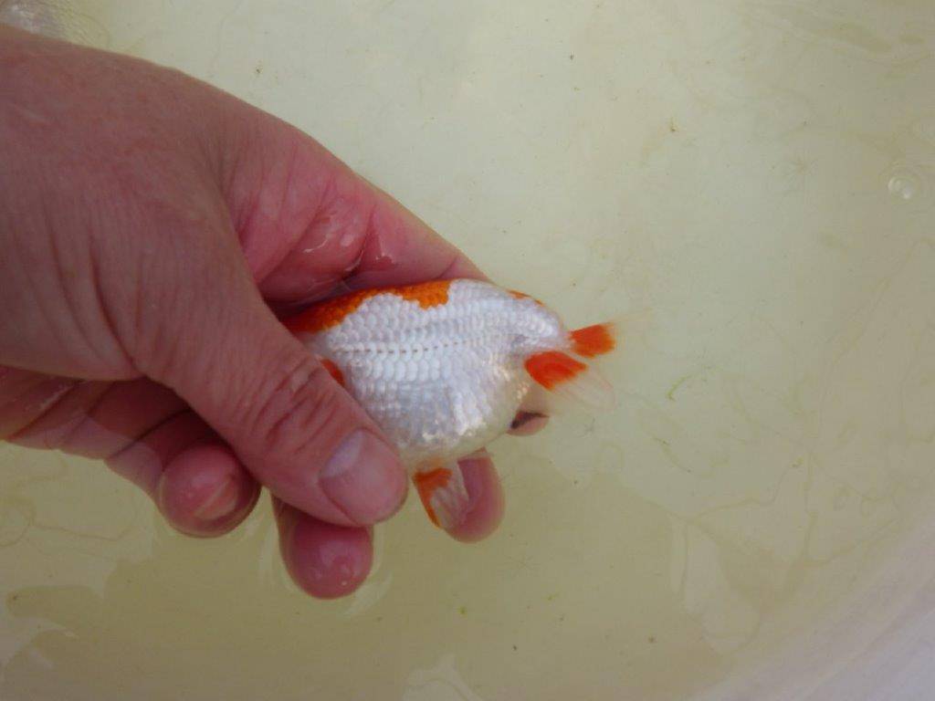 【岡山村上暢彦氏系統】もうすぐ産卵！？ペアでお楽しみください！ 約10㎝ オス・メスペア