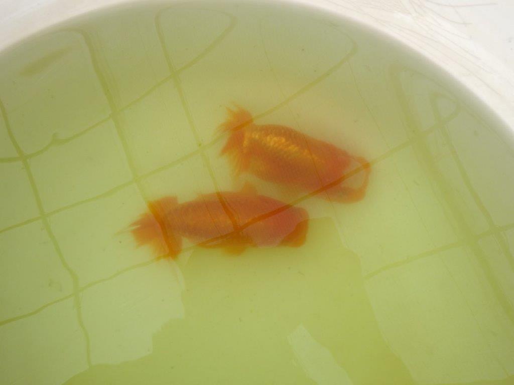 【岐阜フンタンブリーダー系統】産卵チャレンジ！？ペアでお楽しみください！ 約12㎝ オス・メスペア