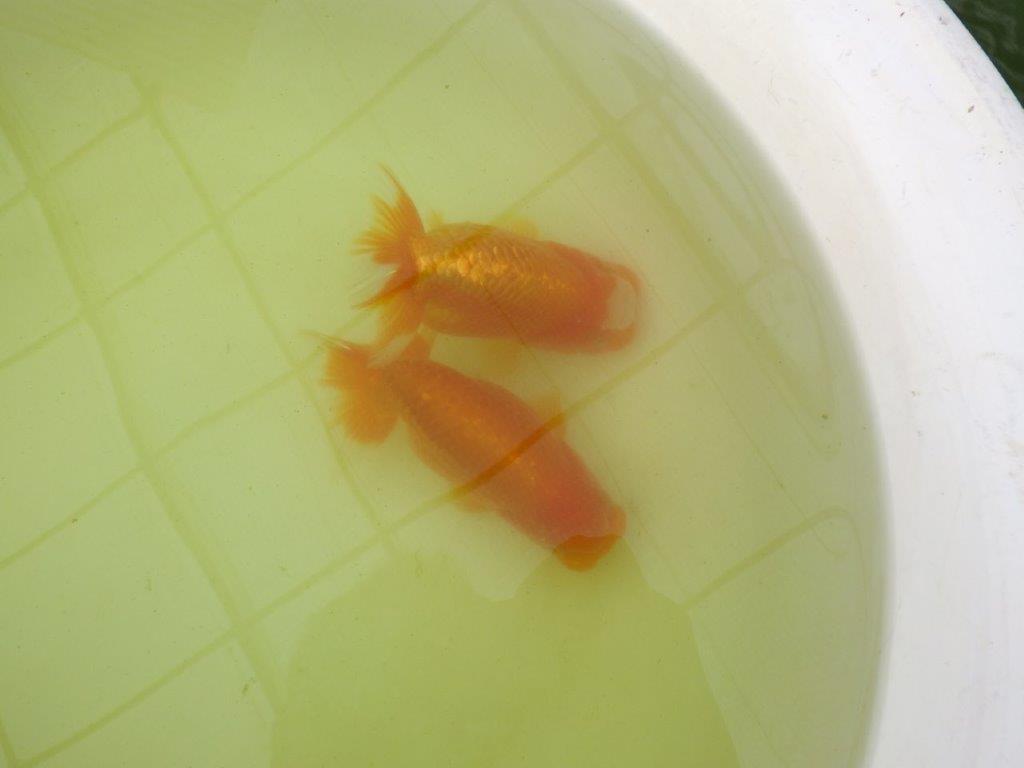 【岐阜フンタンブリーダー系統】産卵チャレンジ！？ペアでお楽しみください！ 約12㎝ オス・メスペア