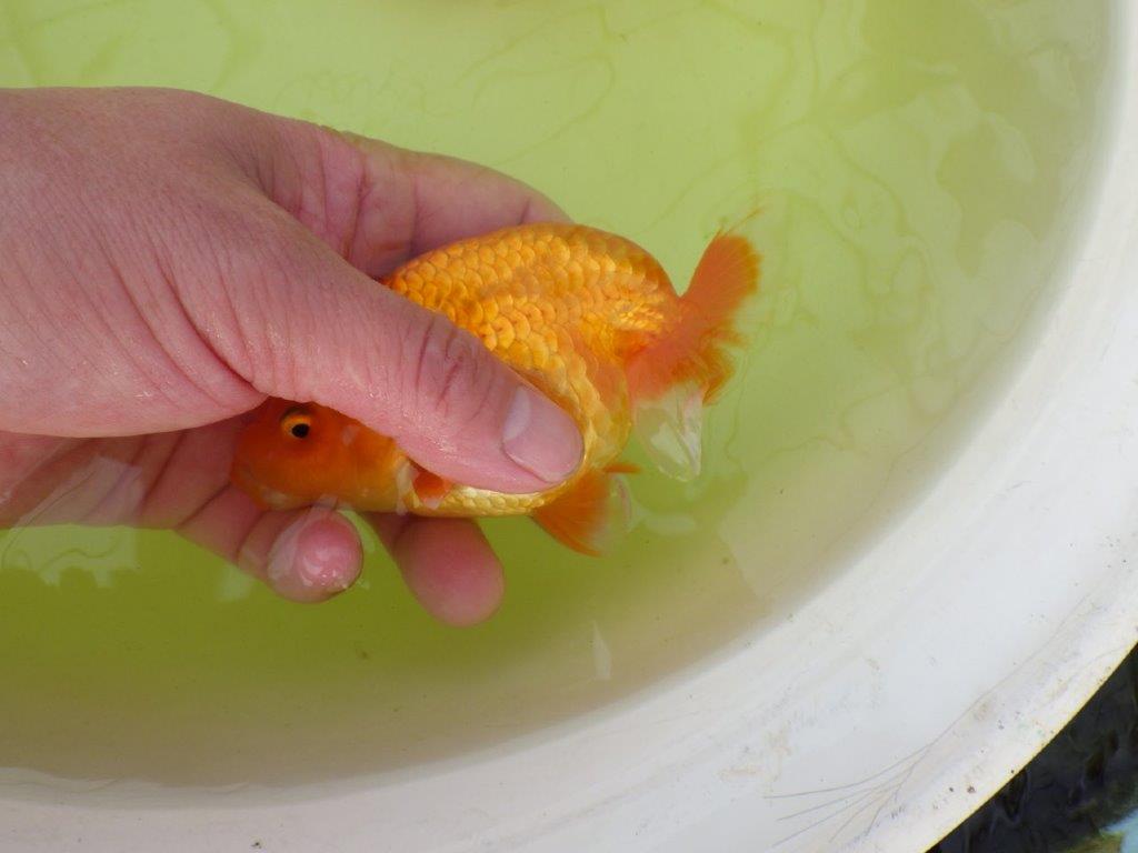 【岐阜フンタンブリーダー系統】産卵チャレンジ！？ペアでお楽しみください！ 約12㎝ オス・メスペア