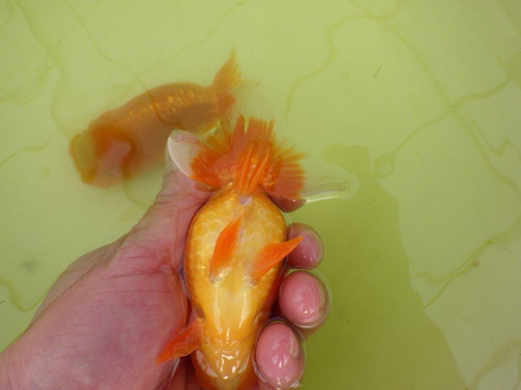 【岐阜フンタンブリーダー系統】産卵チャレンジ！？ペアでお楽しみください！ 約12㎝ オス・メスペア