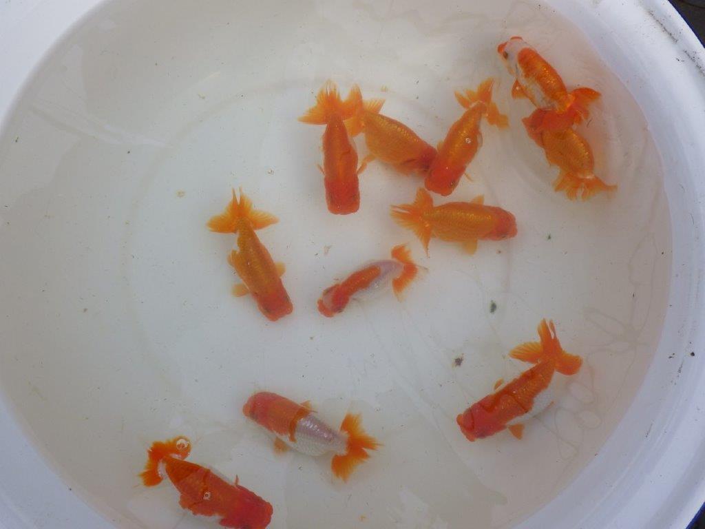 【産卵チャレンジ】はじめての産卵セット2026年！常勝系統魚でらんちゅう仔引きにチャレンジできます