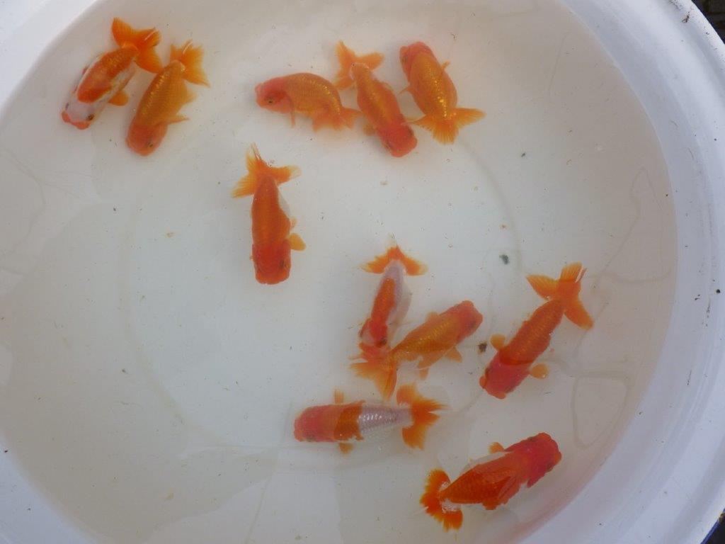 【産卵チャレンジ】はじめての産卵セット2026年！常勝系統魚でらんちゅう仔引きにチャレンジできます