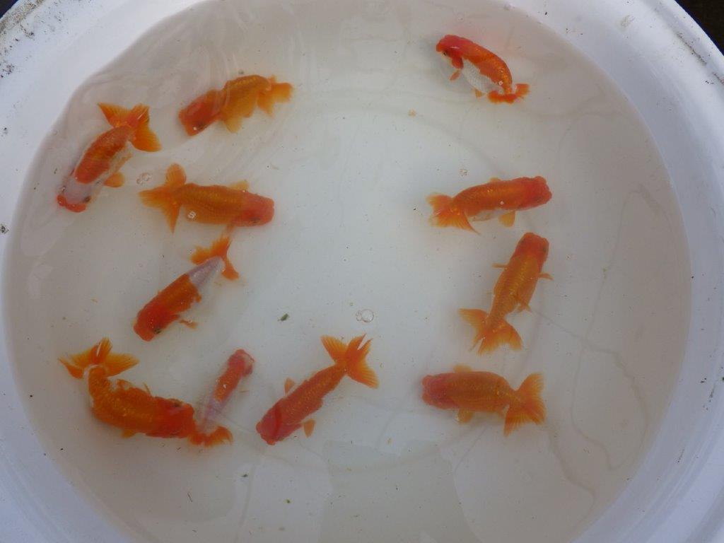 【産卵チャレンジ】はじめての産卵セット2026年！常勝系統魚でらんちゅう仔引きにチャレンジできます