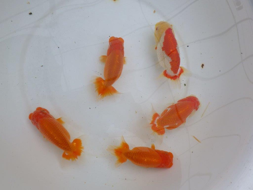 【浜松 松田力三氏】ペアでお楽しみください！ 約10,5~12,5㎝ オス・メスペア限定２セットの上身