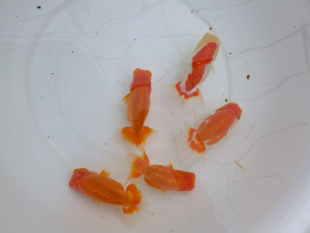 【浜松 松田力三氏】ペアでお楽しみください! 約10,5~12,5㎝ オス・メスペア限定2セット