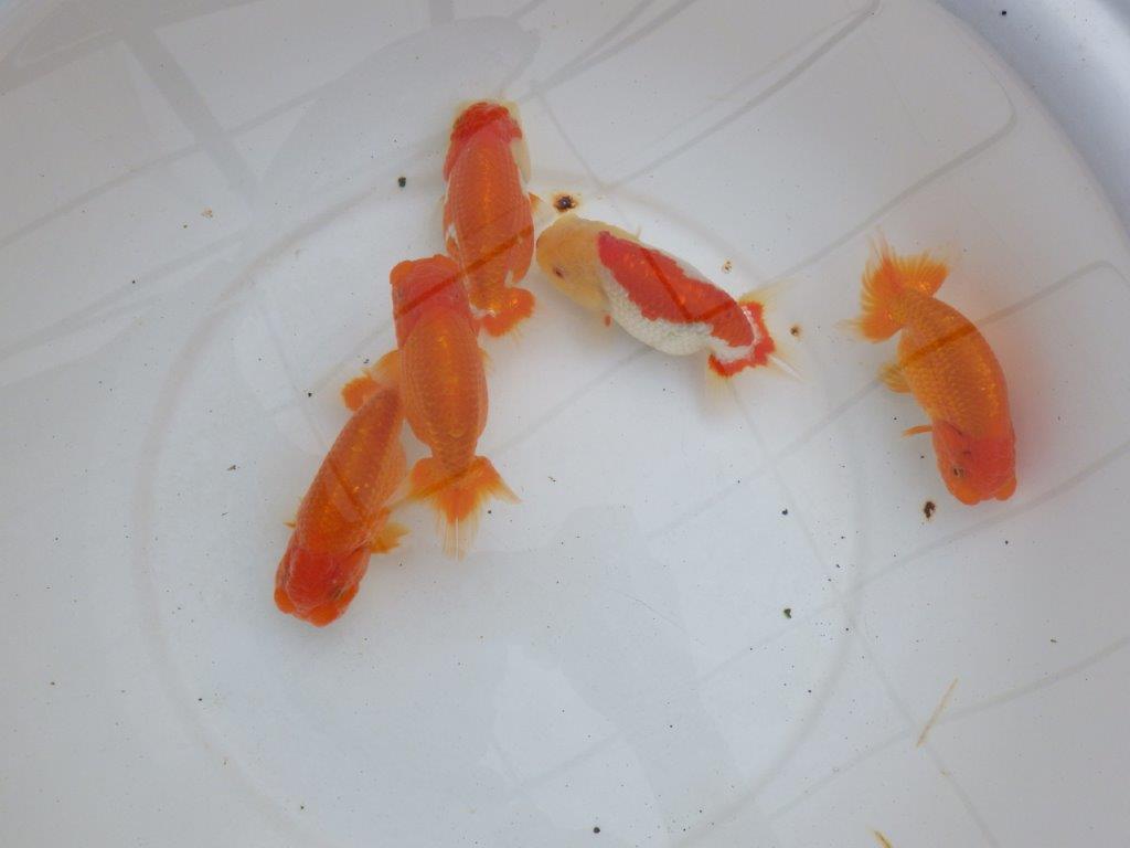 【浜松 松田力三氏】ペアでお楽しみください! 約10,5~12,5㎝ オス・メスペア限定2セット