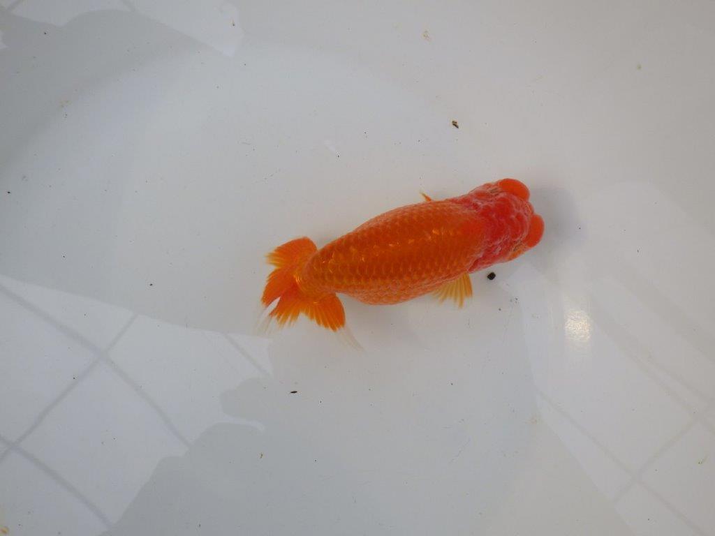 【三重ブリーダー】雰囲気の良い明け二歳らんちゅう種にも! 約14㎝ メス